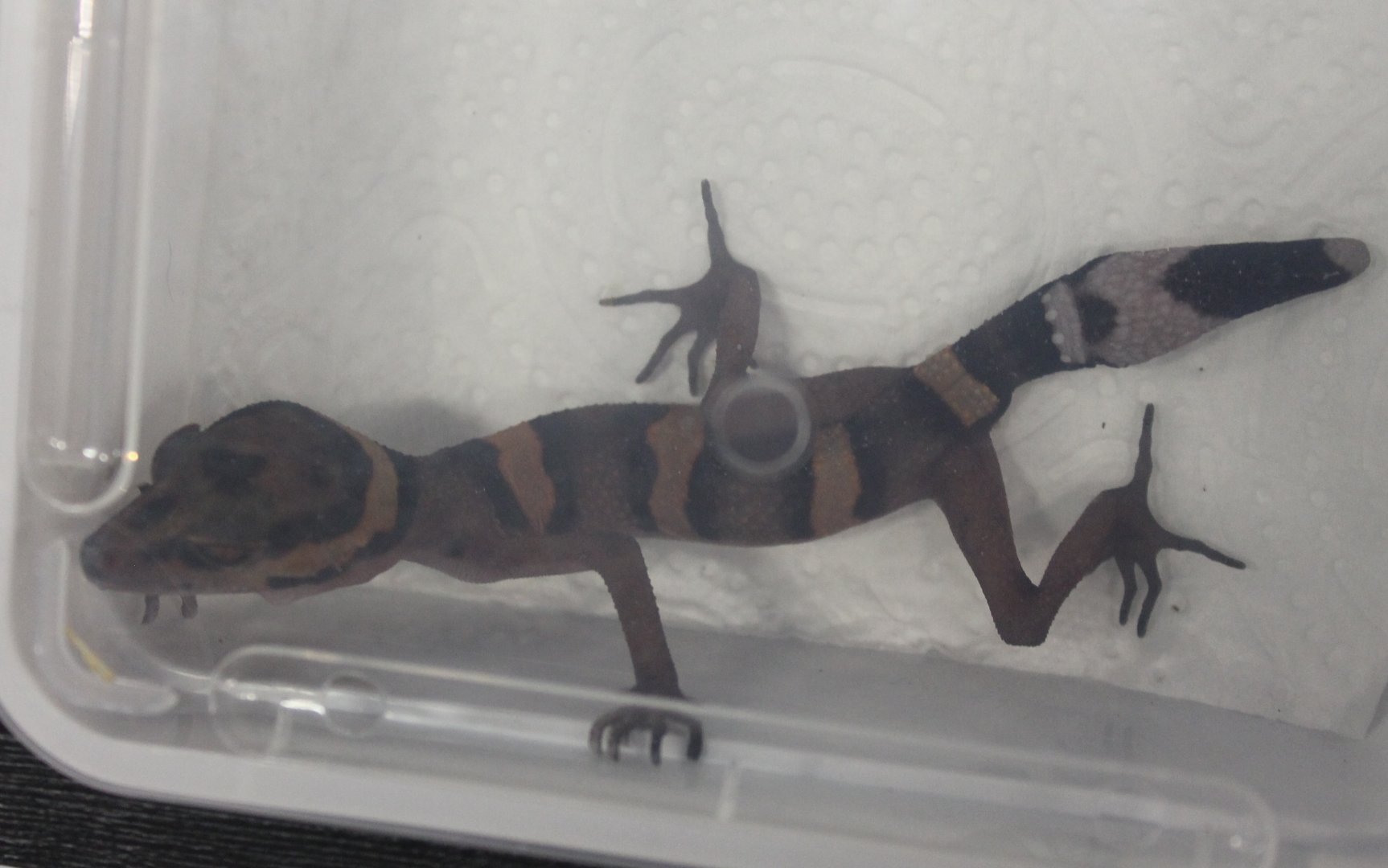 Goniurosaurus araneus