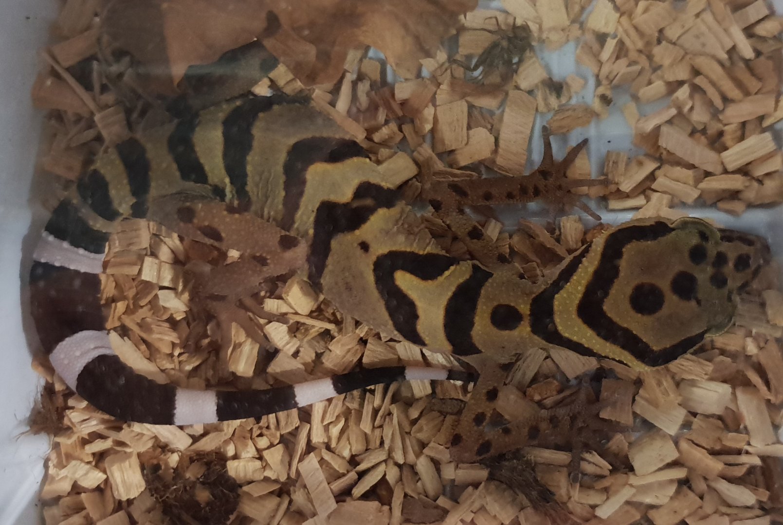 Goniurosaurus araneus