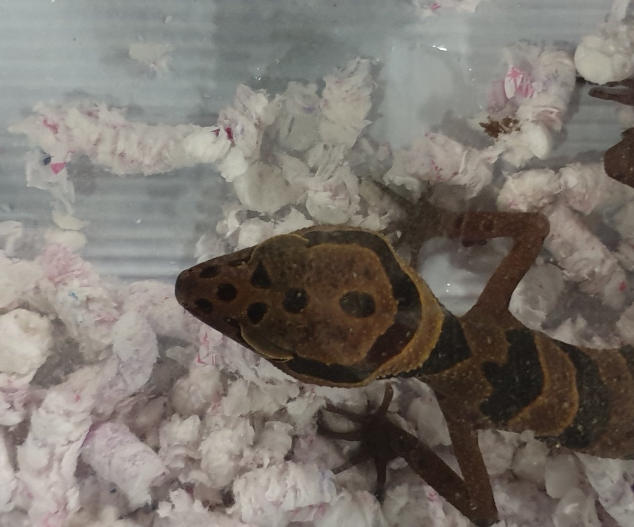 Goniurosaurus araneus