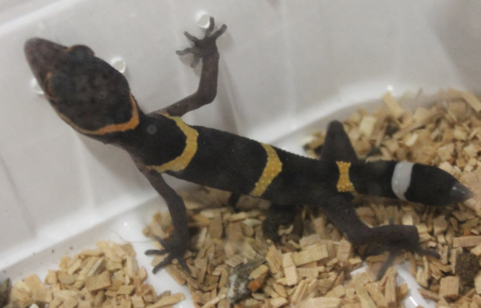 Goniurosaurus hainanensis