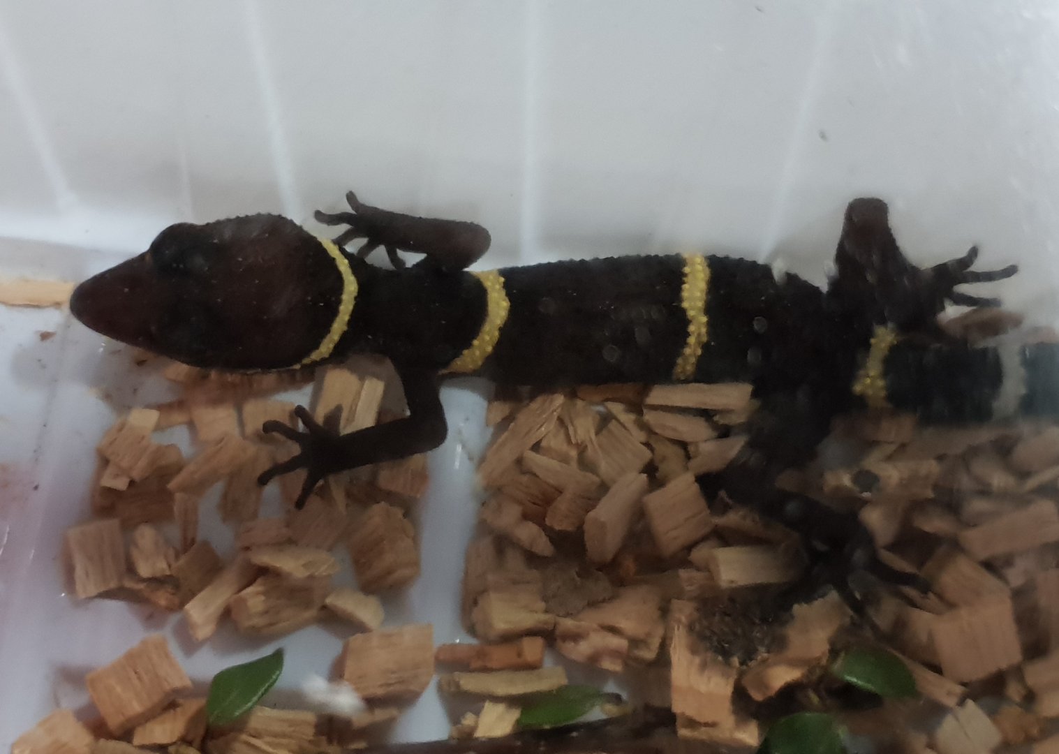 Goniurosaurus hainanensis