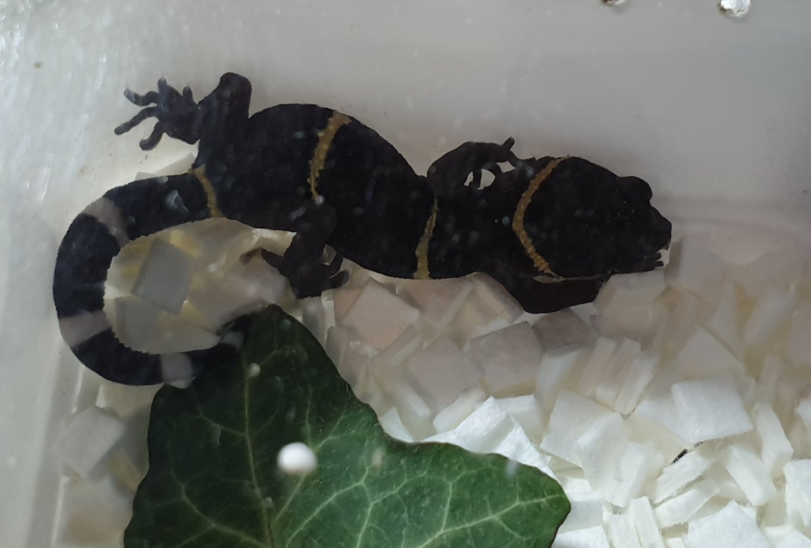 Goniurosaurus lichtenfelderi