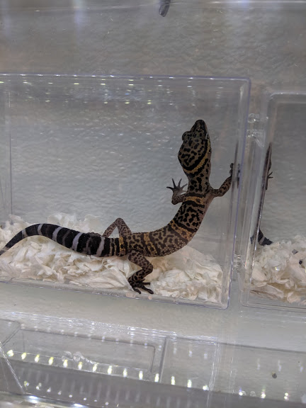 Goniurosaurus species?