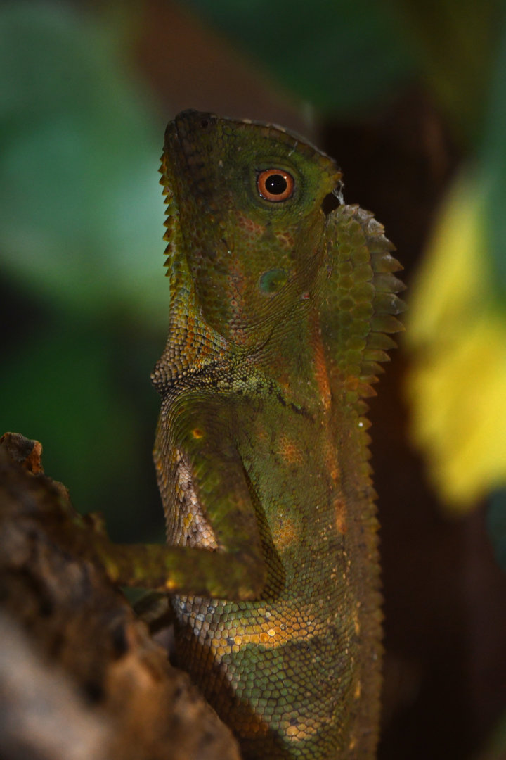 Gonocephalus abbotti