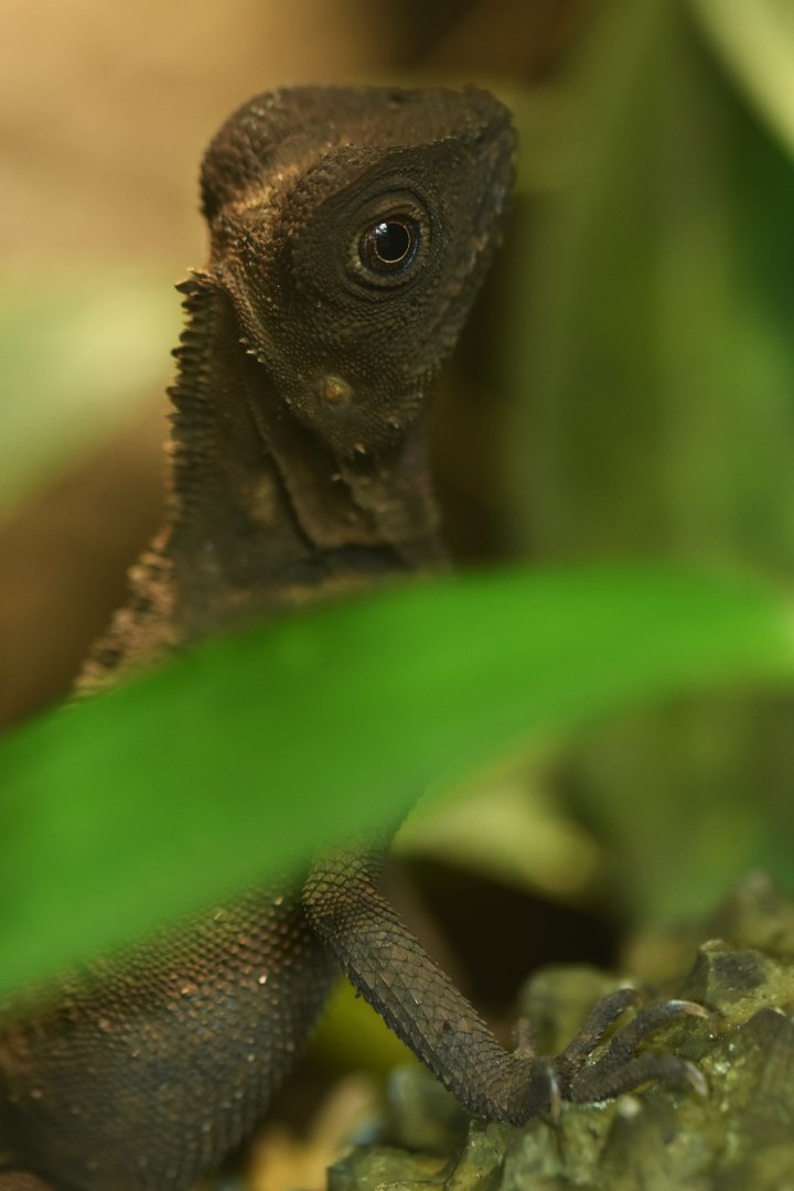 Gonocephalus bellii  Bell's anglehead lizard