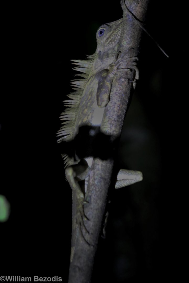 Gonocephalus borneensis - Danum Valley
