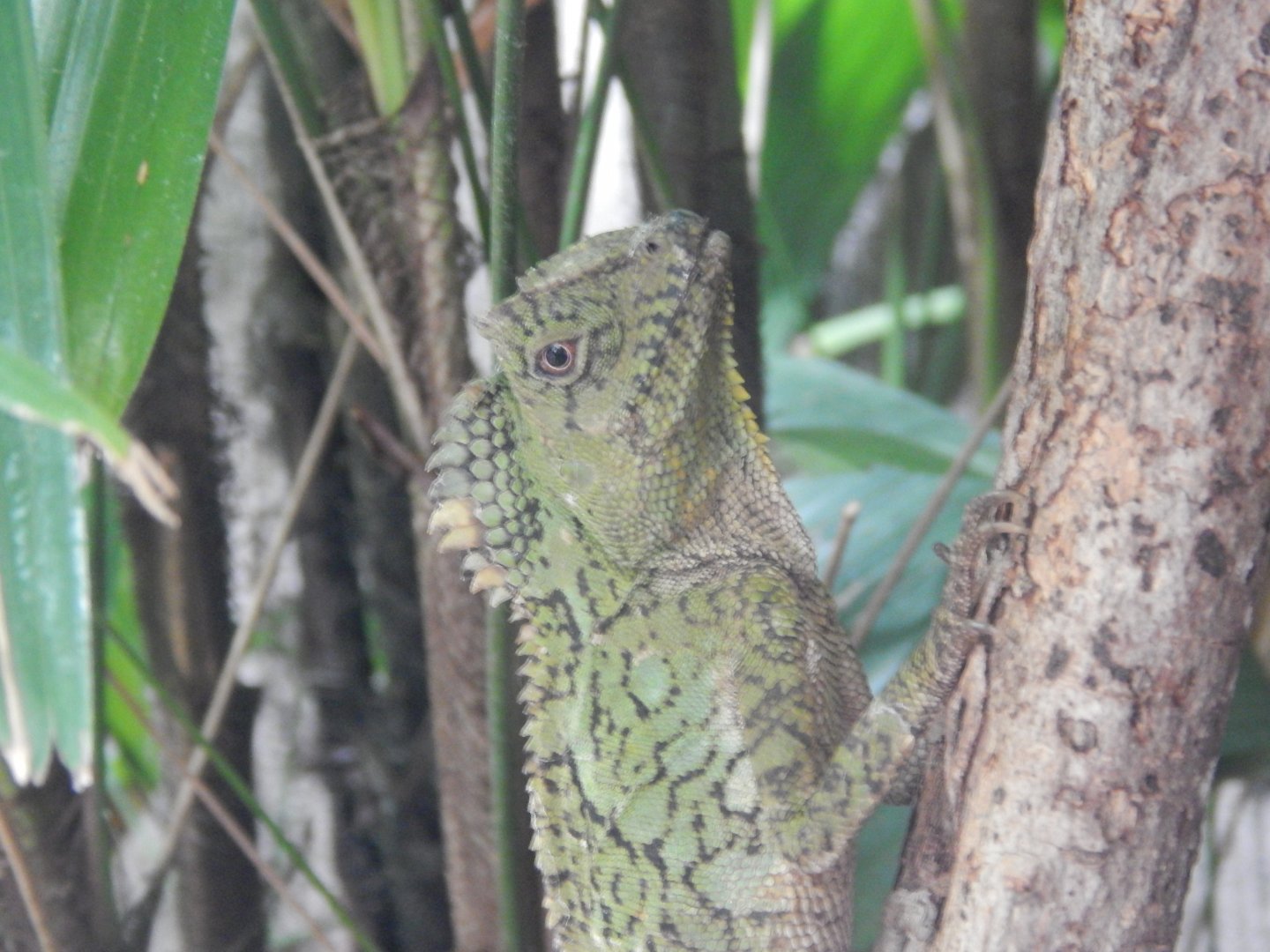 Gonocephalus chamaeleontinus