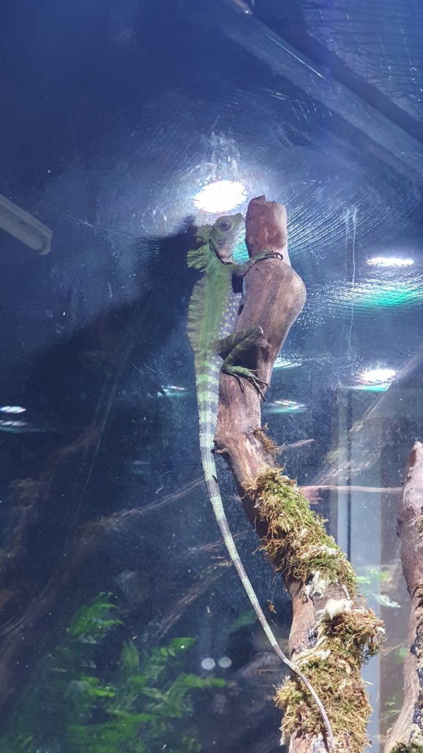 Gonocephalus grandis - Museum Komodo