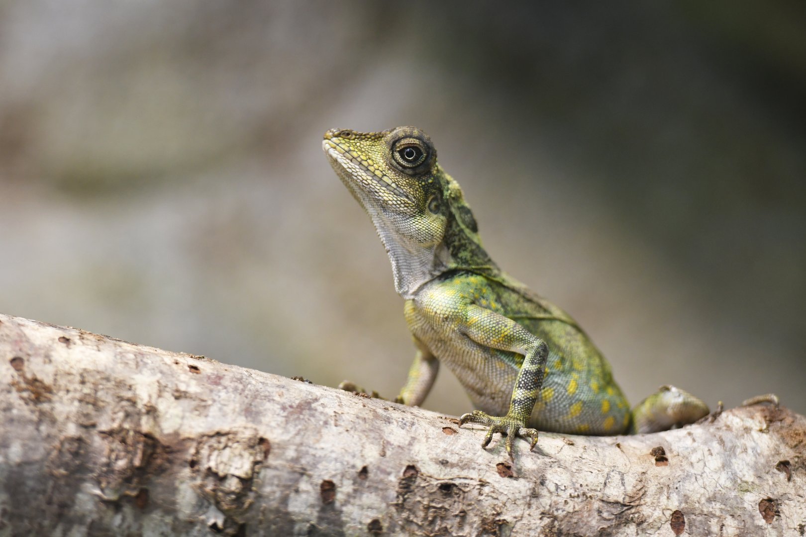 Gonocephalus grandis