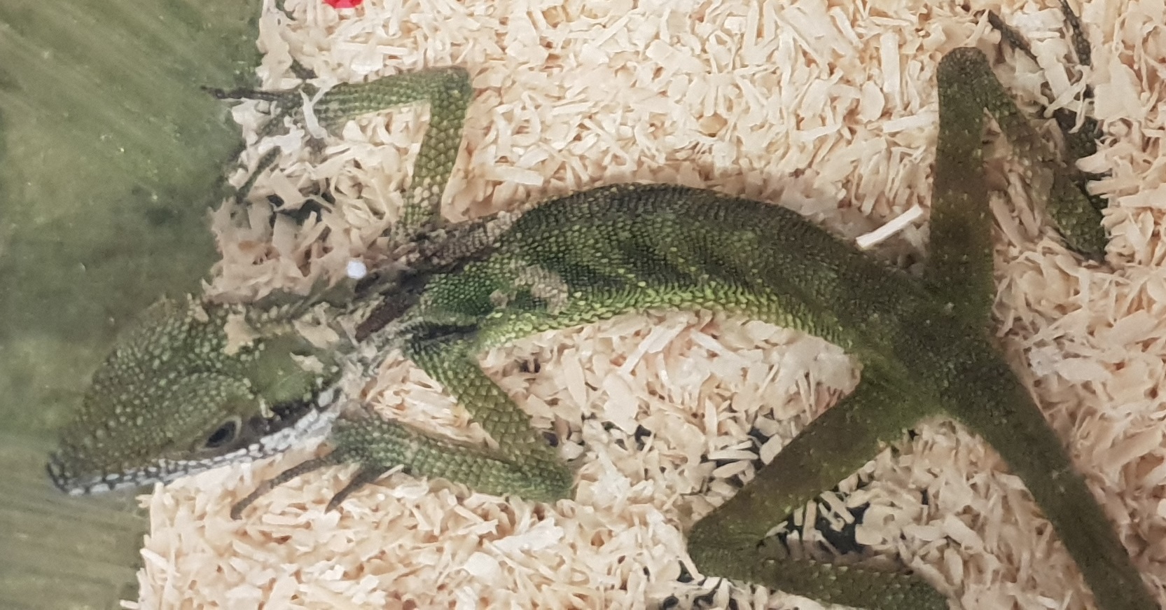 Gonocephalus robinsoni