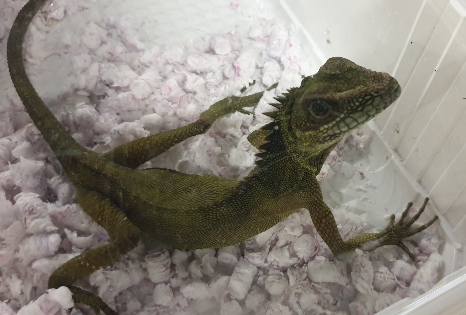 Gonocephalus robinsoni