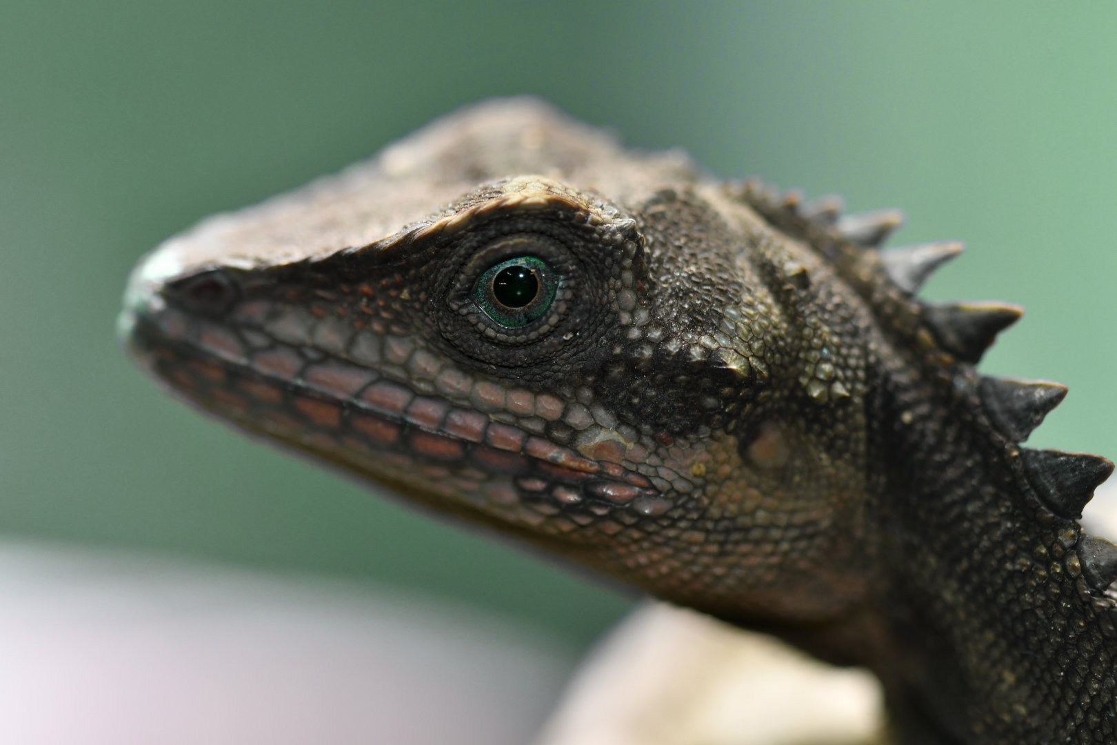 Gonocephalus robinsonii