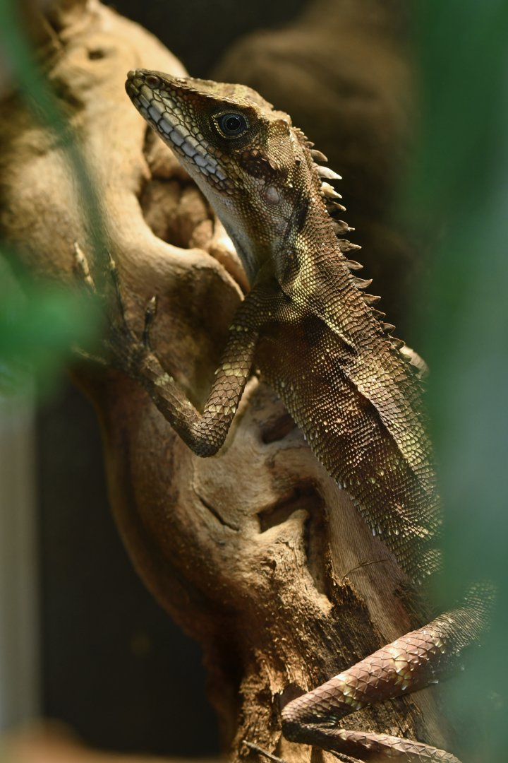 Gonocephalus robinsonii