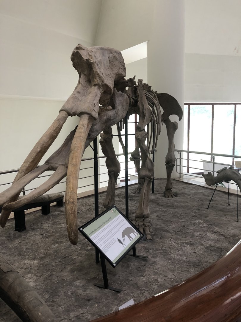 Gonphotherium skeleton mount at the MTA Natural History Museum