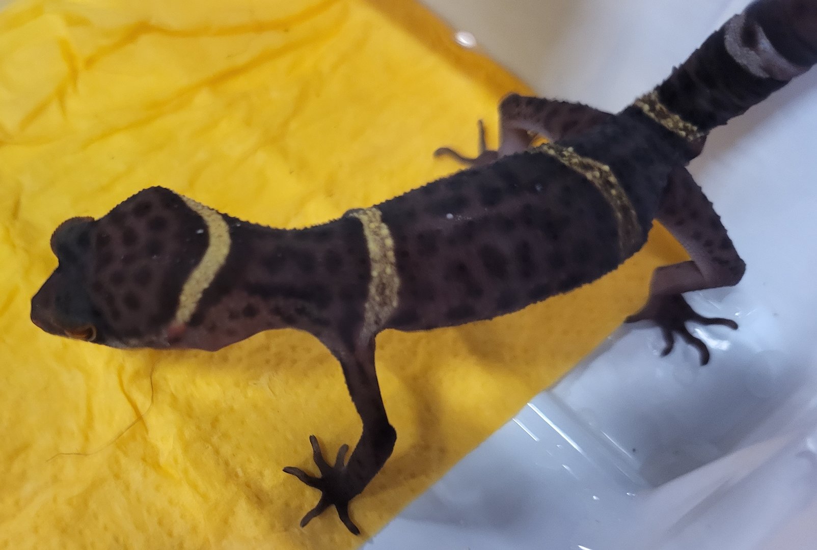 Gonurosaurus hainanensis