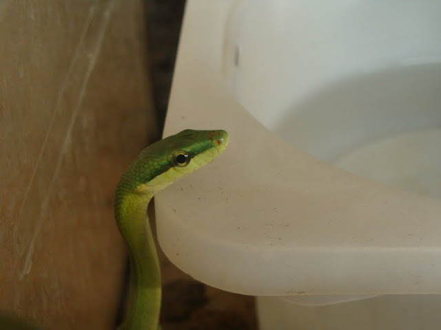 Gonyosoma oxycephala (apart from the exhibition)