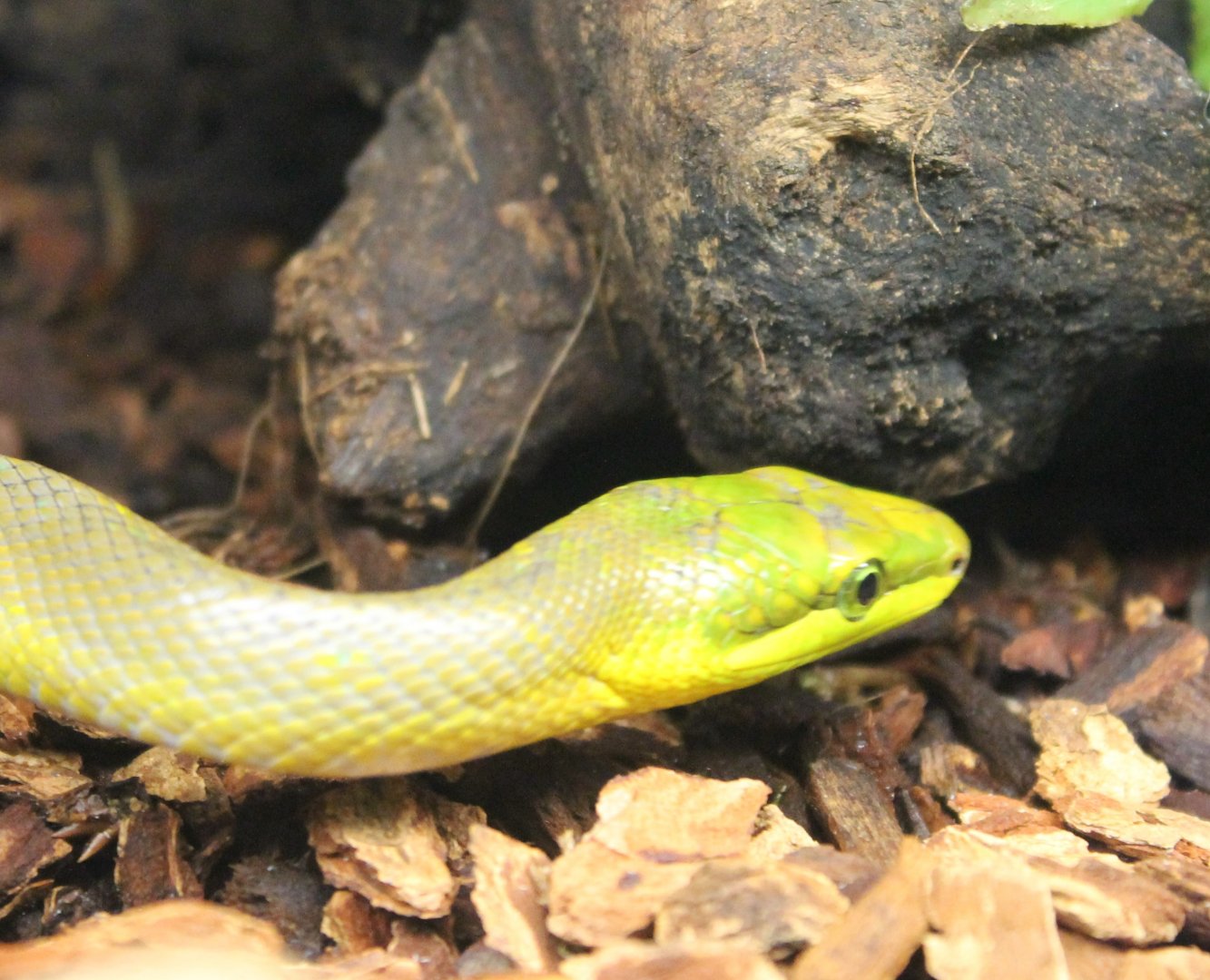 Gonyosoma oxycephala