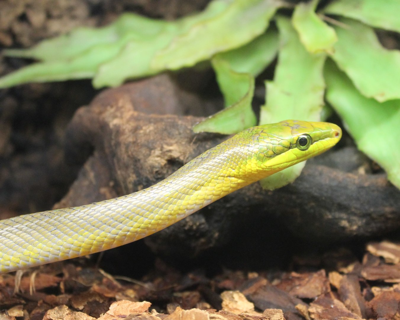 Gonyosoma oxycephala