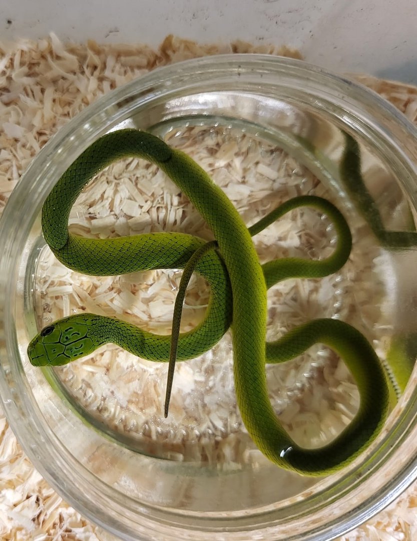 Gonyosoma prasina taking a bath