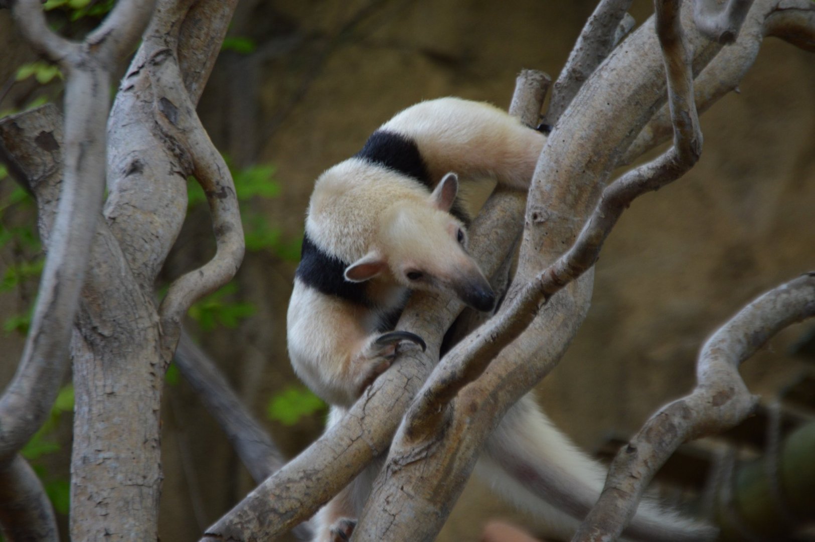 Gonzo, Tamandua tetradactyla
