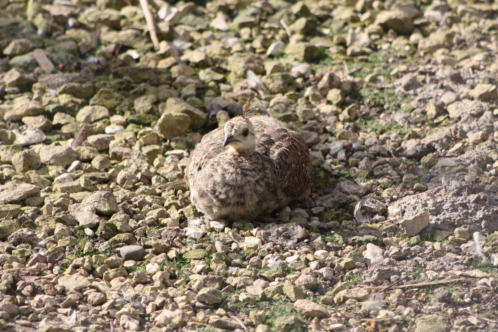 Good camouflage, 30th August 2014
