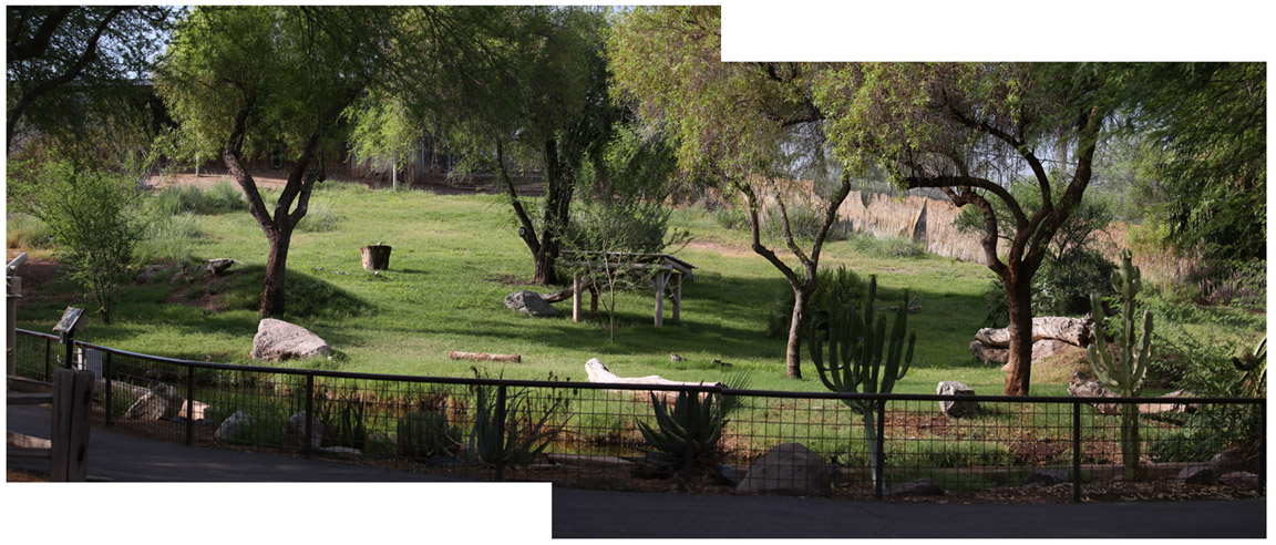 good cheetah exhibit