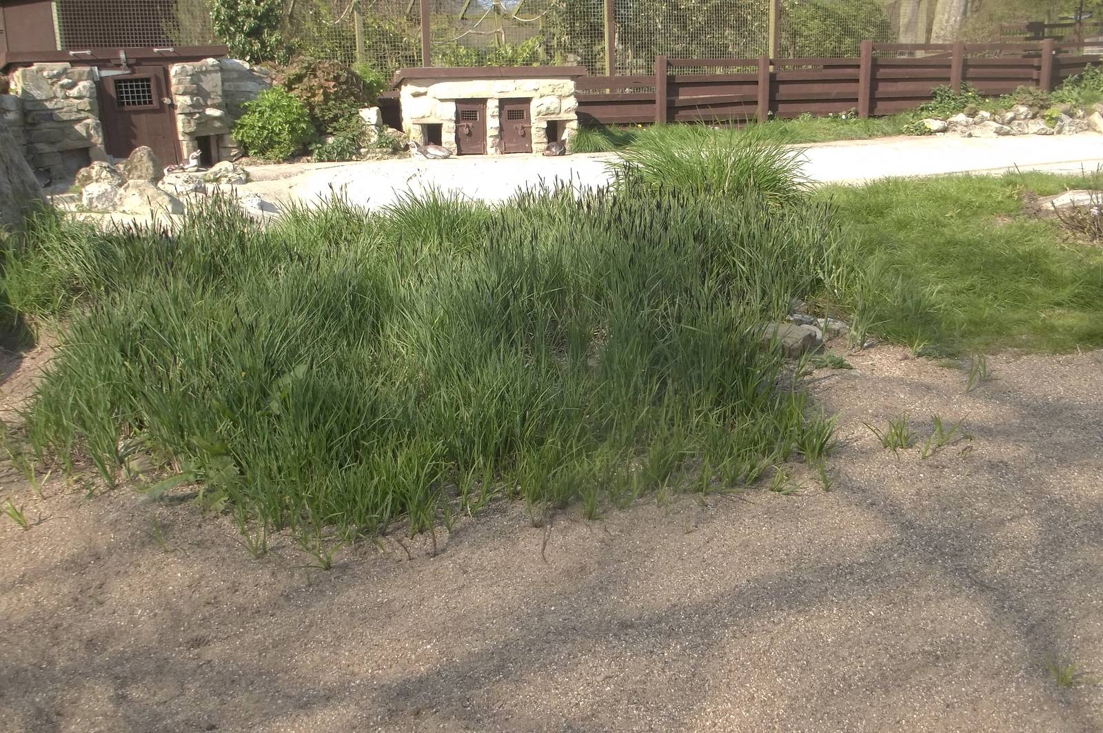 Good growth on Penguin beach, 8th May 2016