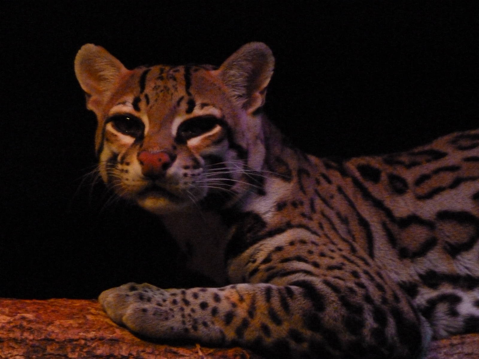 Good Morning, Ocelot!