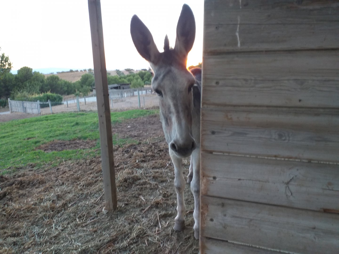 Good ol' Palmira -Sendaviva (2020)