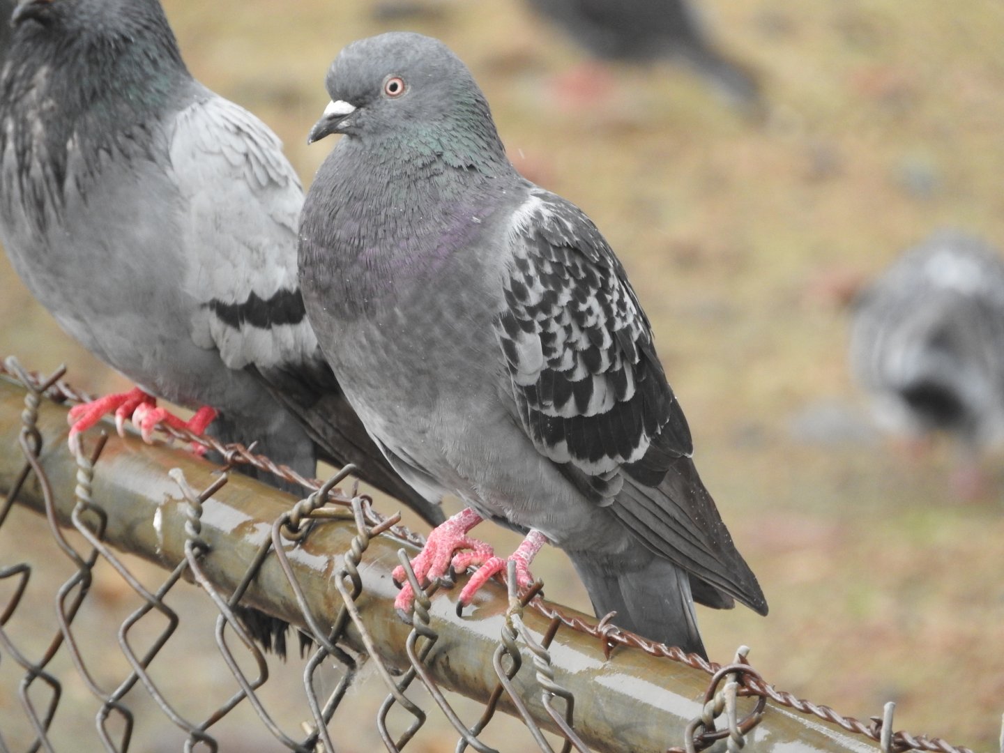 Good ol' Rock Pigeon