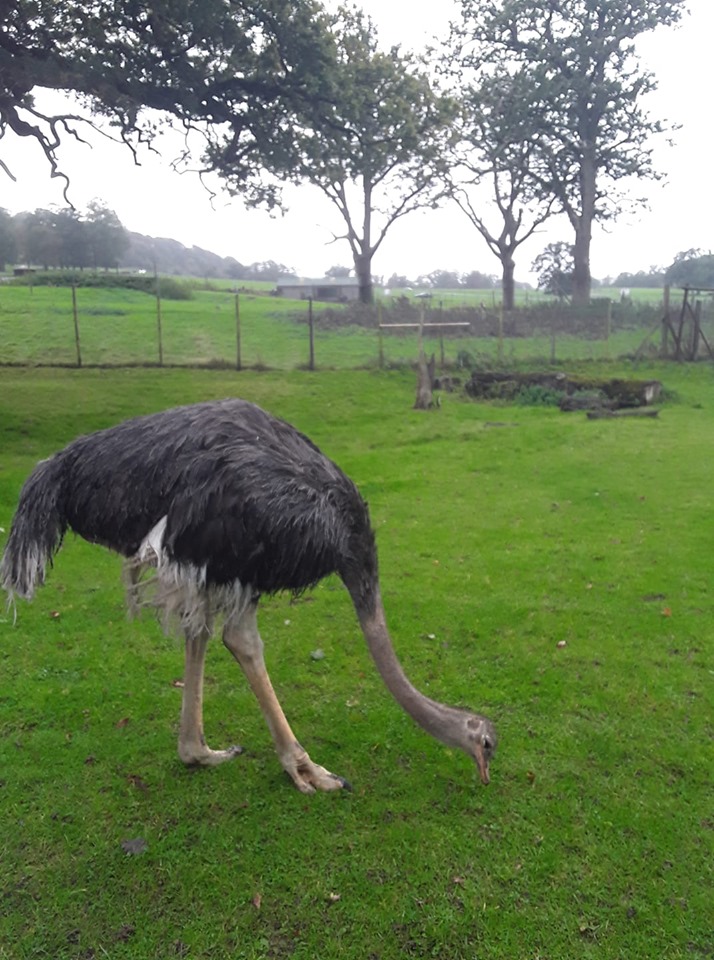 Good photo of one of the Ostriches