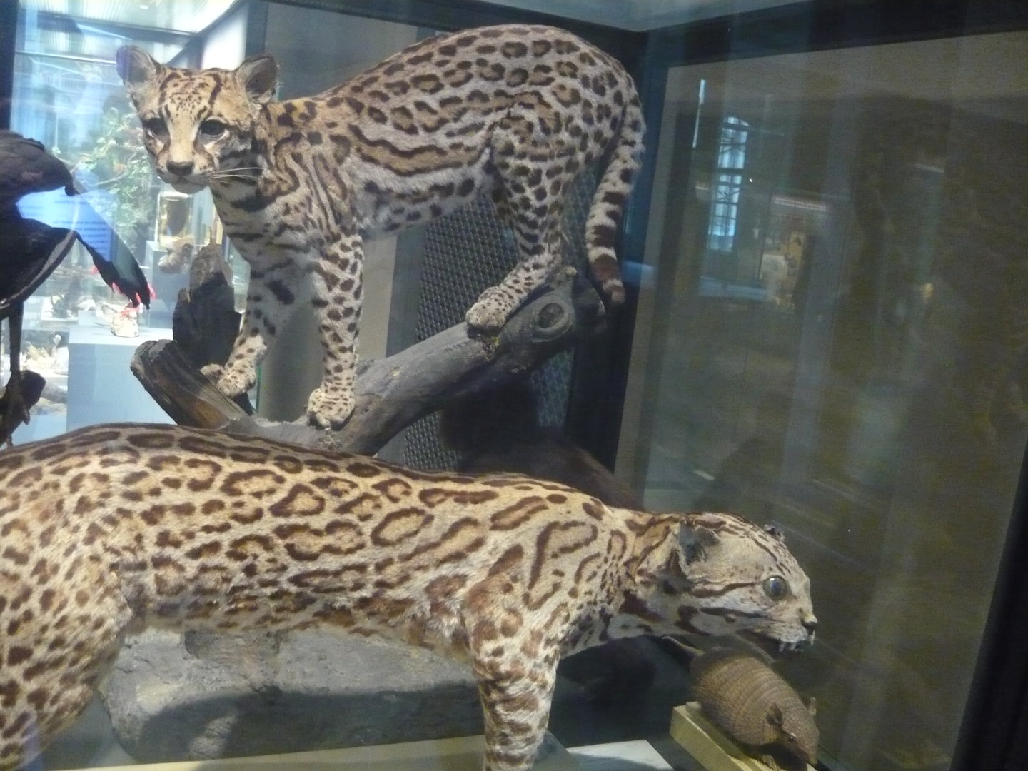 Good taxidermy and bad taxidermy (Ocelots)
