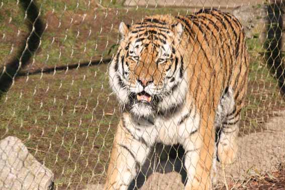 Goodbye Zambar, His last weekend at Marwell
