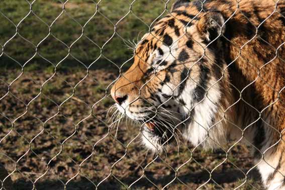 Goodbye Zambar, His last weekend at Marwell