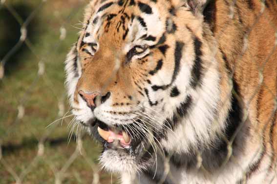 Goodbye Zambar, His last weekend at Marwell