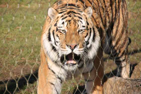 Goodbye Zambar, His last weekend at Marwell