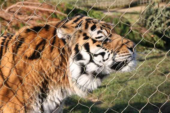 Goodbye Zambar, His last weekend at Marwell