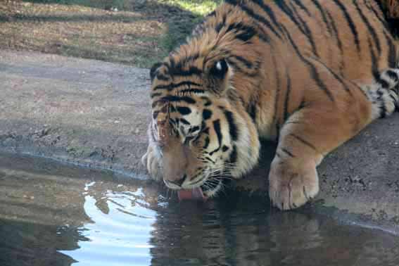 Goodbye Zambar, It's thirsty work