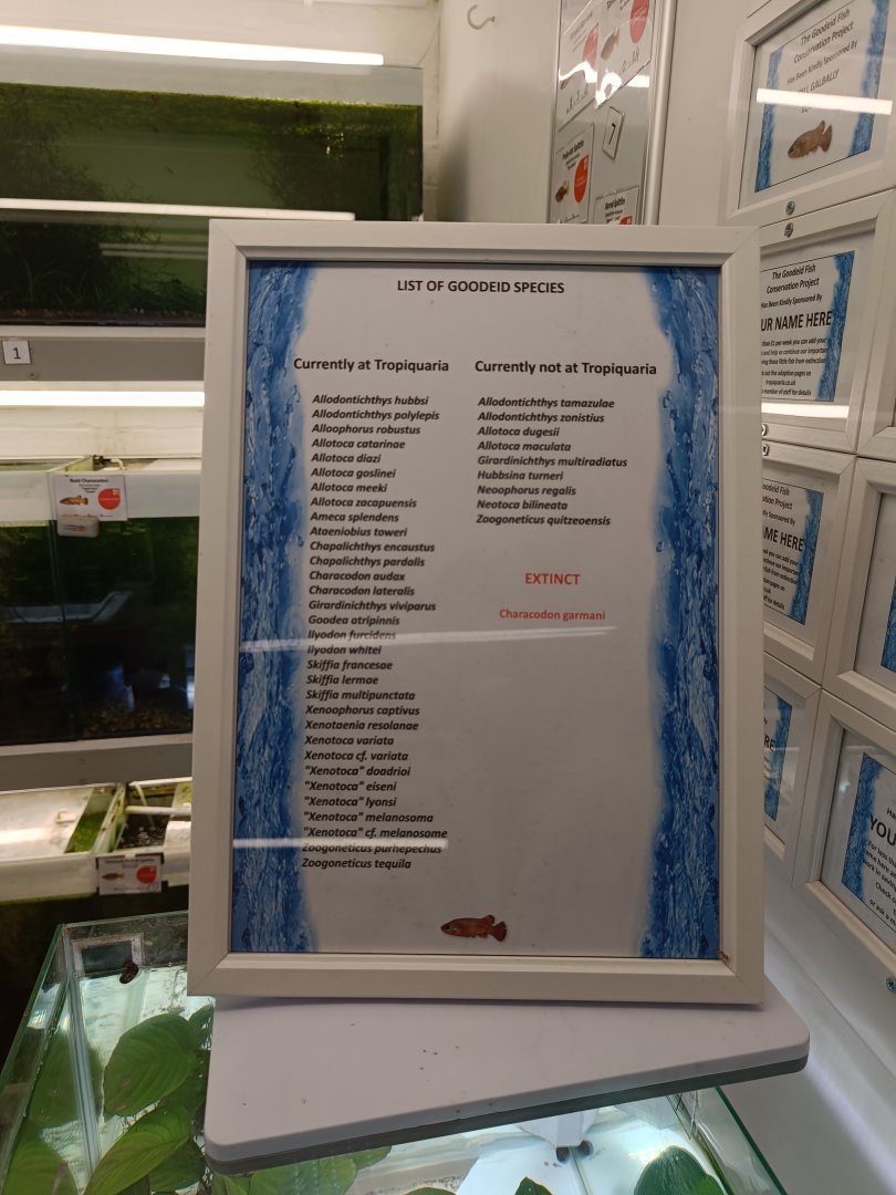 Goodeid species list