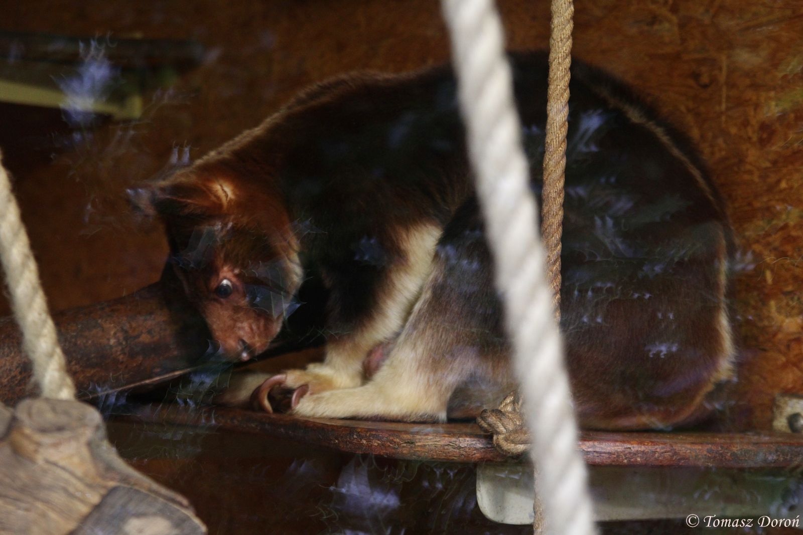 Goodfellow\'s Tree-kangaroo - female 'Summer', October 2014