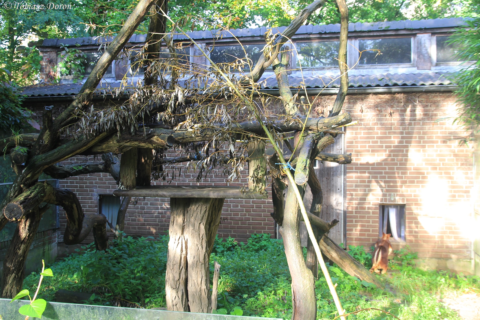 Goodfellow\'s Tree-kangaroos second enclosure