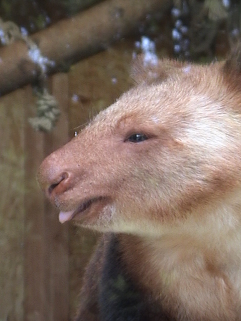 Goodfellow Tre Kangaroo Krefeld Zoo