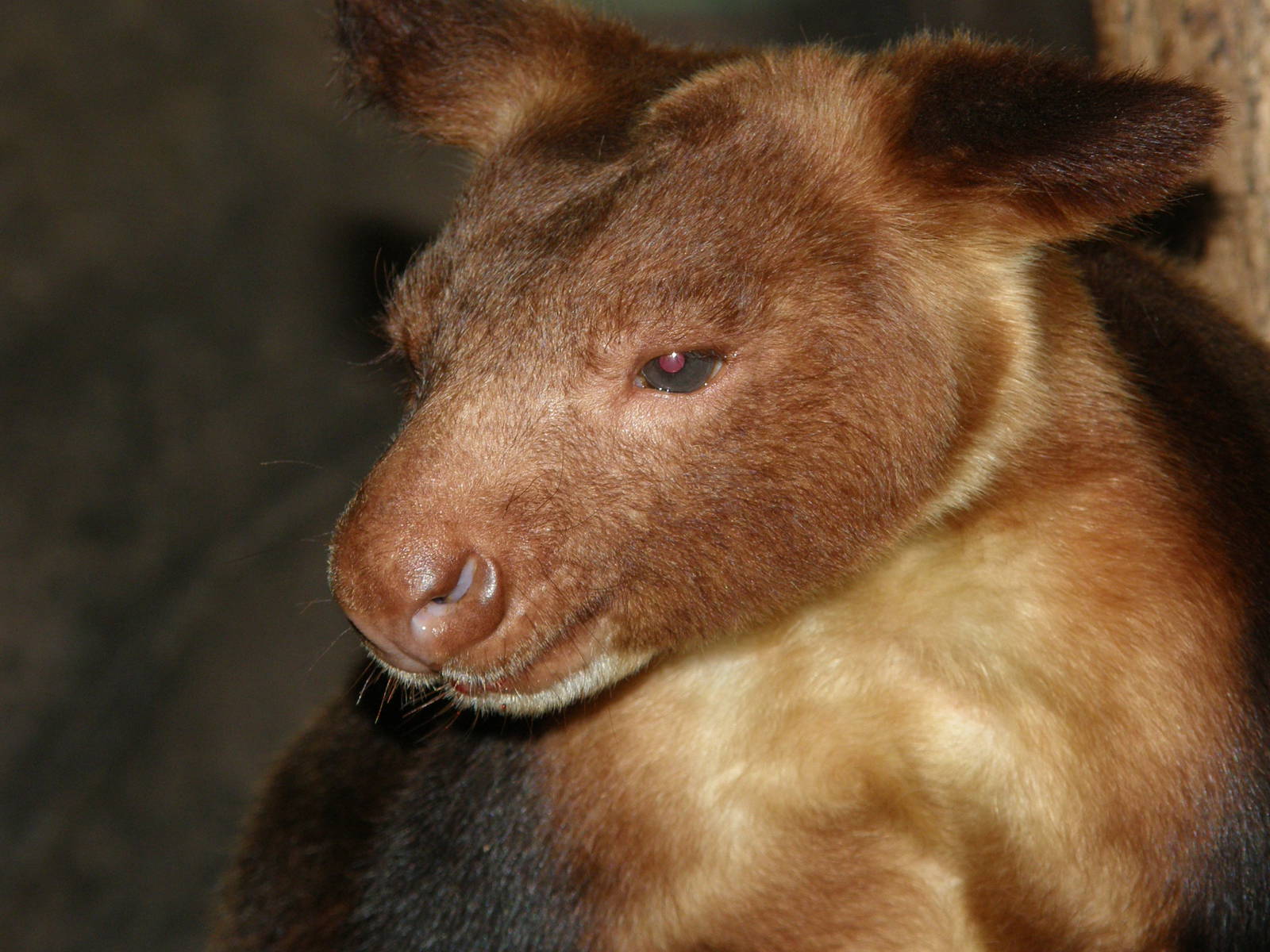 Goodfellow Tree kangaroo (Dendrolagus goodfellowi)