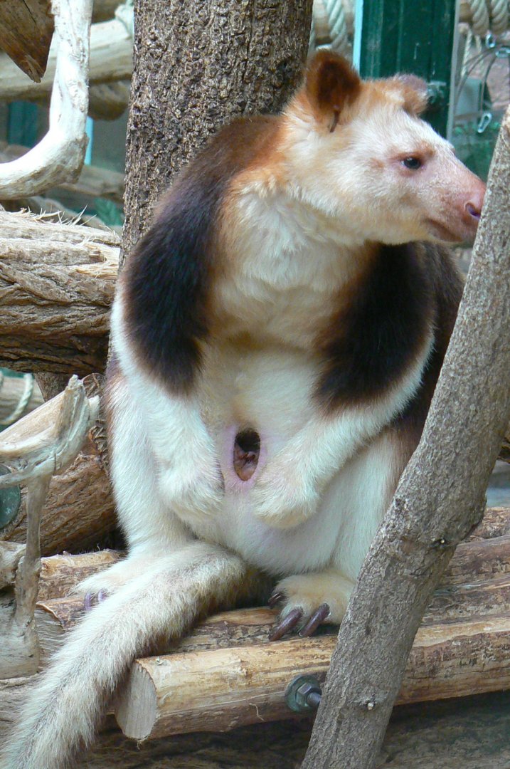 Goodfellow tree-kangaroo joey in the pouch