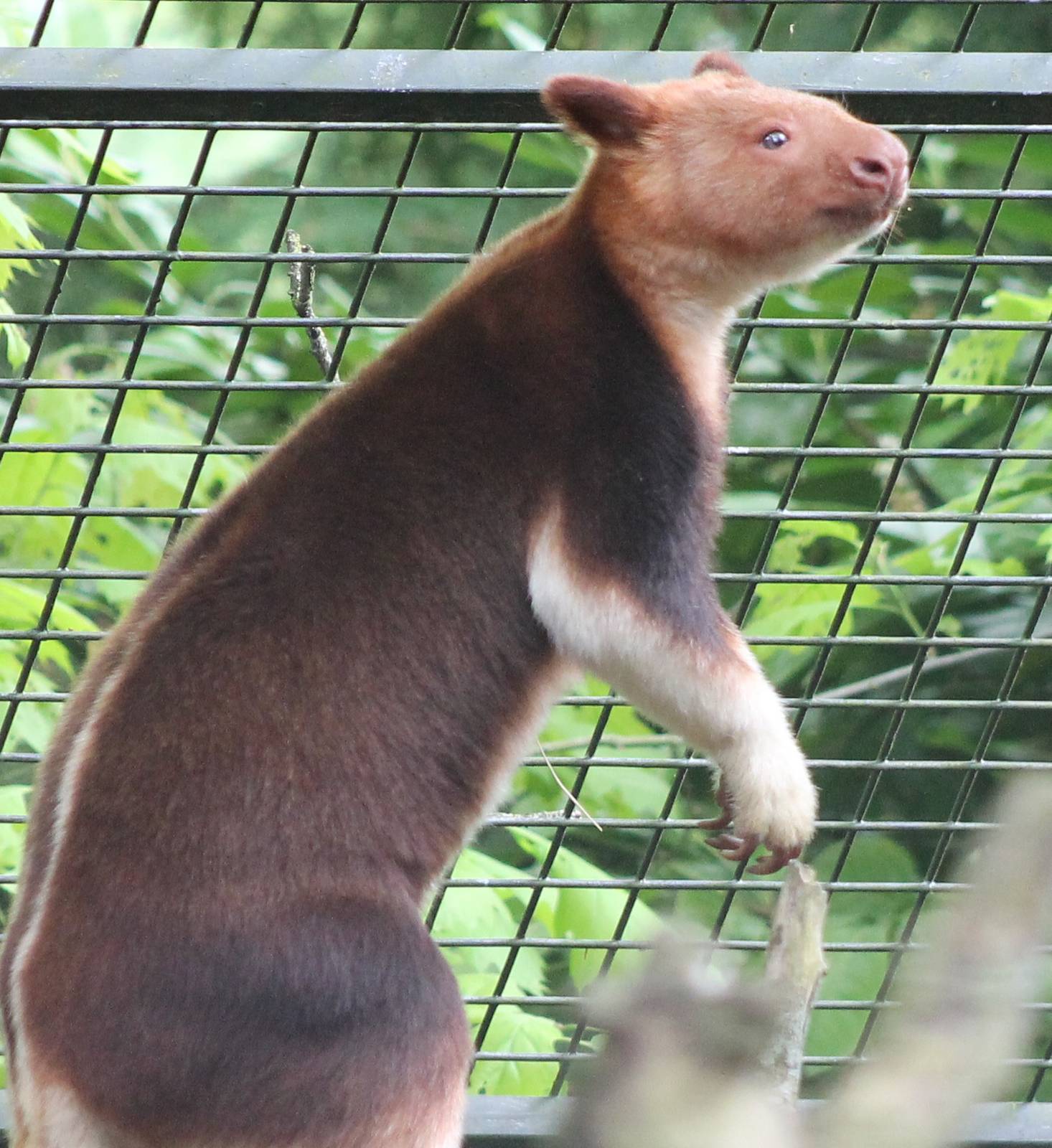 Goodfellow tree-kangaroo