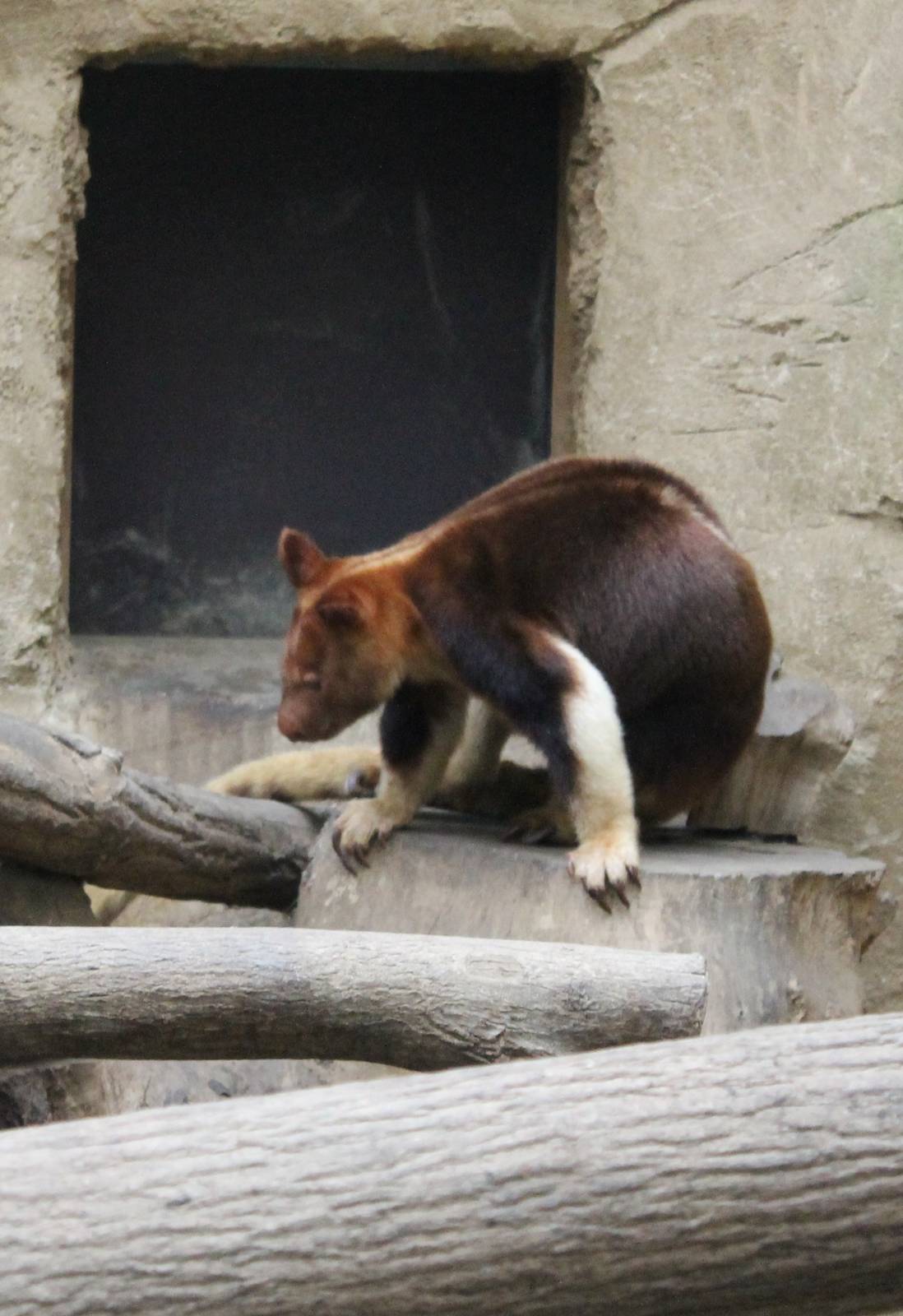 Goodfellow tree kangaroo