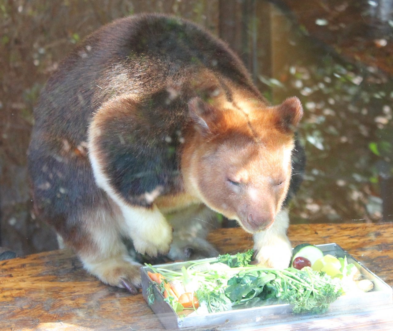 Goodfellow tree kangaroo