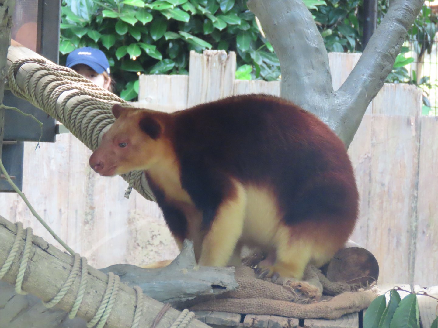 Goodfellow tree kangaroo