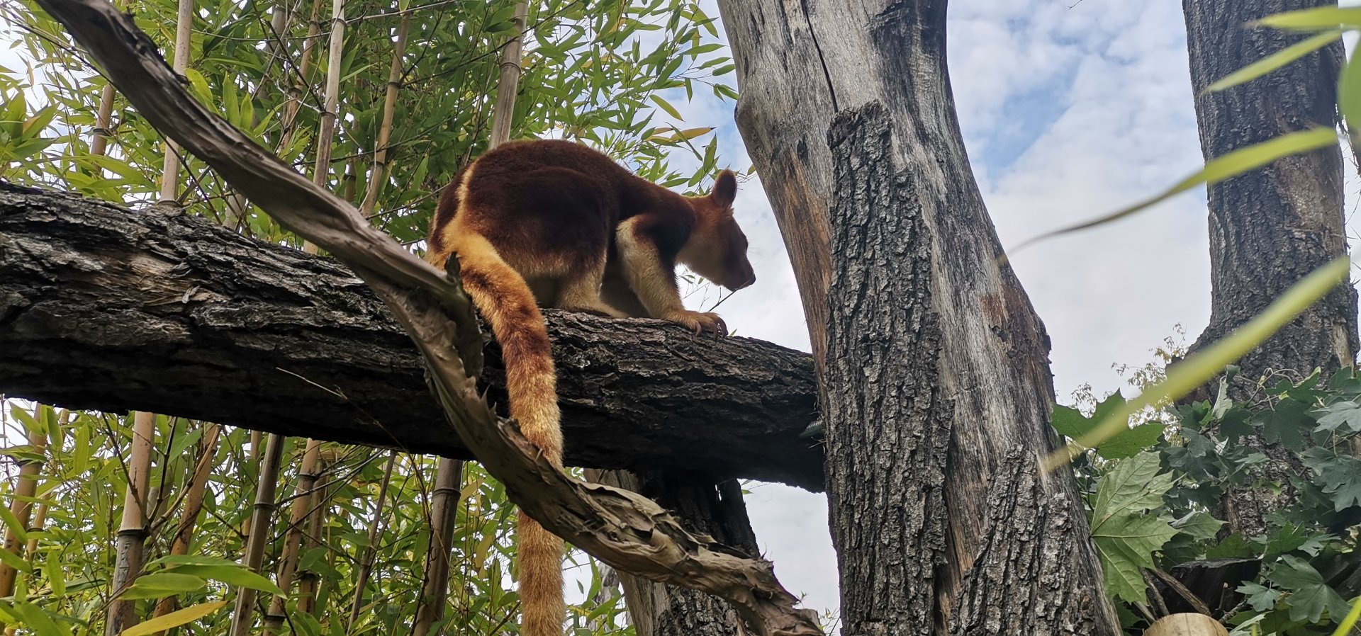 Goodfellow' Tree Kangaroo
