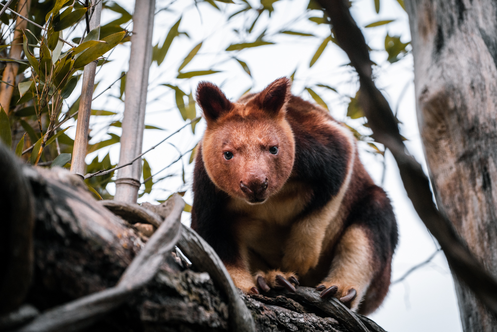 Goodfellow' Tree Kangaroo